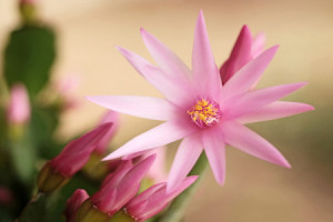 Wunschbild als Leinwanddruck - Kakteenblüte oder mit Eigenem Foto