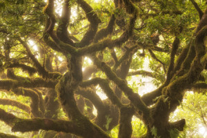 Bilder Leinwanddruck - Lorbeerbaum Von Madeira oder mit Eigenem Foto