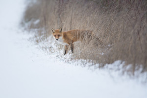 Wunschmotiv als Leinwand - Fuchs Im Winter oder mit Eigenem Foto