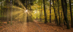 Bilder Leinwand - Ruhe Und Entspannung Im Wald I oder mit Eigenem Foto