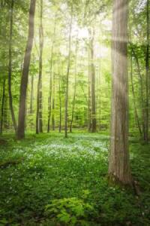 Wunschmotiv als Leinwand - Sonnenschein Im Frühling Wald oder mit E...