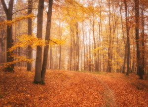 Bild Leinwanddruck - Bunter Herbstwald Im Panorama - Woodland oder ...