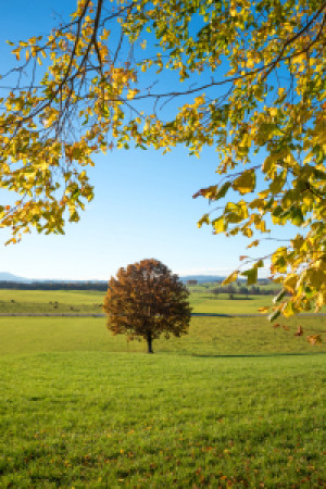 Leinwanddruck - Linde Im Herbst oder mit Eigenem Foto