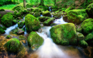 Wunschbild Leinwanddruck - Bergbach Mit Kleinen Wasserfällen Und Vi...