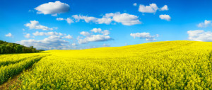 Motiv auf Leinwand - Blühendes Rapsfeld Panorama oder mit Eigenem F...