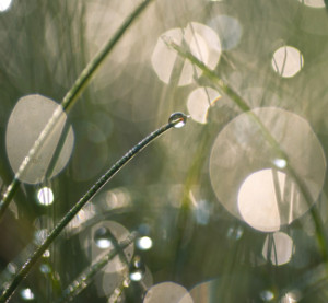 Bilder Leinwanddruck - Wassertropfen Im Gras oder mit Eigenem Foto