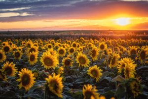 Wunschbild Leinwand - Sonnenblumen oder mit Eigenem Foto