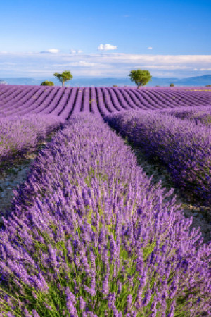 Bilder Leinwanddruck - Sommer In Der Provence oder mit Eigenem Foto
