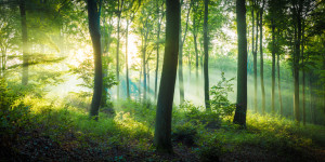 Leinwand - Licht Im Wald oder mit Eigenem Foto