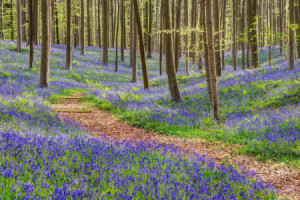 Wunschmotiv Leinwand - Hallerbos Belgien oder mit Eigenem Foto