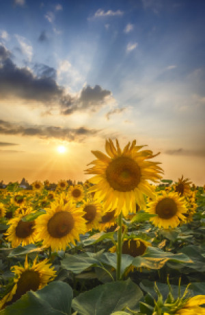 Bilder Leinwand - Sonnenblumen Im Sonnenuntergang oder mit Eigenem ...