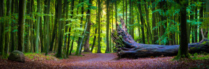 Wunschmotiv auf Leinwand - Wald Auf Insel Rügen oder mit Eigenem Foto