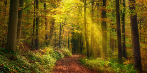 Motiv als Leinwand - Lichtstrahlen In Einem Nebligen Herbstwald ode...