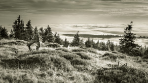 Fotoleinwand - Landscape Brocken oder mit Eigenem Foto