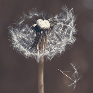 Bilder Leinwanddruck - Pusteblume oder mit Eigenem Foto