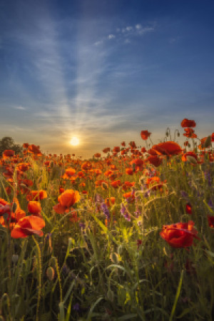 Motiv Leinwanddruck - Herrlicher Sonnenuntergang In Einem Mohnfeld ...