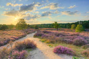 Leinwand - Abend In Der Heide oder mit Eigenem Foto