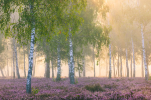 Wunschbild als Leinwanddruck - Spätsommermorgen oder mit Eigenem Foto