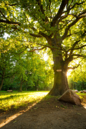 Wunschmotiv auf Leinwand - Alte Eiche Im Licht oder mit Eigenem Foto