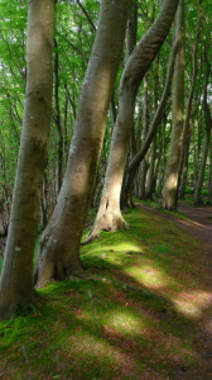 Foto Leinwand - Im Küstenwald oder mit Eigenem Foto