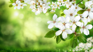 Motiv Leinwand - Weiße Blüten Auf Natur Hintergrund oder mit Eigene...