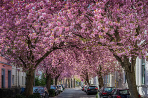 Leinwand - Kirschblüte In Der Altstadt Von Bonn oder mit Eigenem Foto