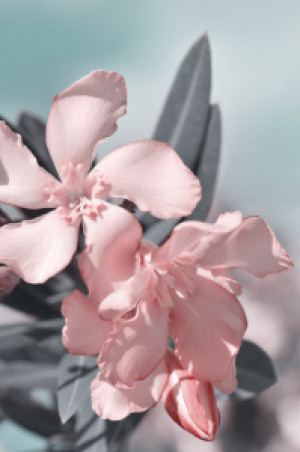 Bild Leinwand - Oleander oder mit Eigenem Foto
