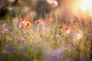 Wunschmotiv auf Leinwanddruck - Magie Aus Licht Und Blumen oder mit...