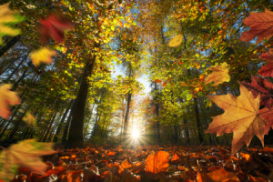 Wunschmotiv als Leinwand - Fallende Bunte Herbstblätter Vor Sonnenu...