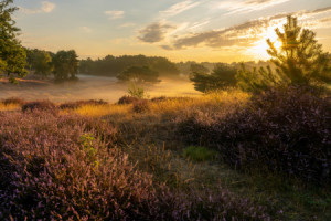 Fotoleinwanddruck - Farben Und Licht In Der Heide oder mit Eigenem ...