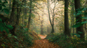 Bilder Leinwanddruck - Grünes Und Oranges Laub Im Nebligen Herbstwa...
