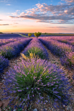 Foto auf Leinwand - Lavendelblüte Provence oder mit Eigenem Foto