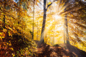 Bild Leinwand - Herbstwaldleuchten oder mit Eigenem Foto