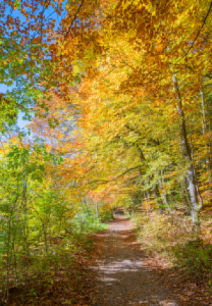 Motiv Leinwand - Herbstlicher Waldweg oder mit Eigenem Foto