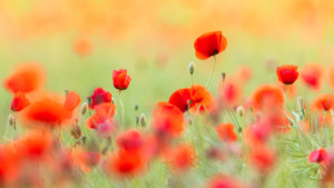 Wunschmotiv Leinwanddruck - Mohnblumen Im Sommerlicht Iii oder mit ...