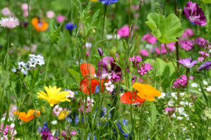 Bild Leinwanddruck - Wildblumenwiese oder mit Eigenem Foto