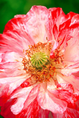 Leinwand - Mohnblüte oder mit Eigenem Foto