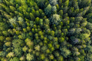 Motiv Leinwanddruck - Schwarzwald oder mit Eigenem Foto