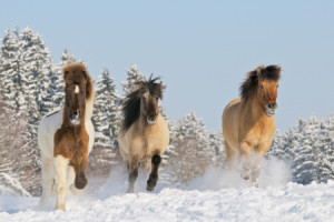 Wunschbild Mousepad - Islandpferde Im Winter oder mit Eigenem Foto