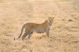 Motiv auf Mousepad - Leopard oder mit Eigenem Foto