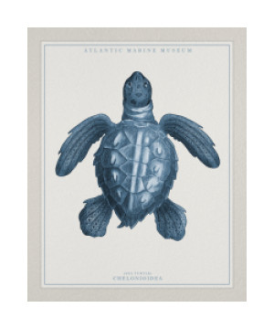 Wunschbild auf Mousepad - Atlantic Marine Museum Turtle I oder mit ...