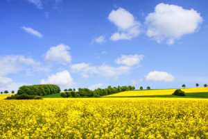 Wunschbild auf Mousepad - Rapslandschaft oder mit Eigenem Foto