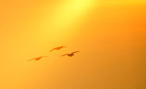 Wunschmotiv als Mousepad - Flying Birds oder mit Eigenem Foto