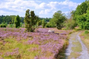 Bild Mousepad - Heideblüte oder mit Eigenem Foto
