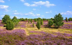 Bild Mousepad - Heideblüte In Der Lüneburger Heide oder mit Eigenem...