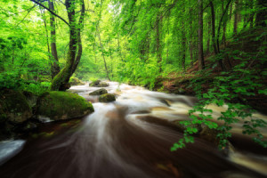 Wunschbild als Mousepad - Wasserlauf Im Wald Bei Regen oder mit Eig...