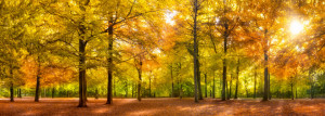 Motiv Mousepad - Wald Panorama Im Herbst oder mit Eigenem Foto