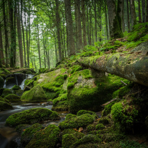 Bild Mousepad - Ruhe Und Wasser Im Grünen Wald oder mit Eigenem Foto