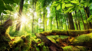 Motiv auf Mousepad - Forest Scenery With Beautiful Sun Rays oder mi...