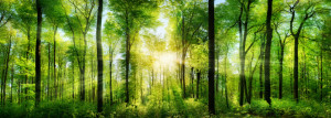 Foto Mousepad - Wald Panorama Mit Sonnenstrahlen oder mit Eigenem Foto